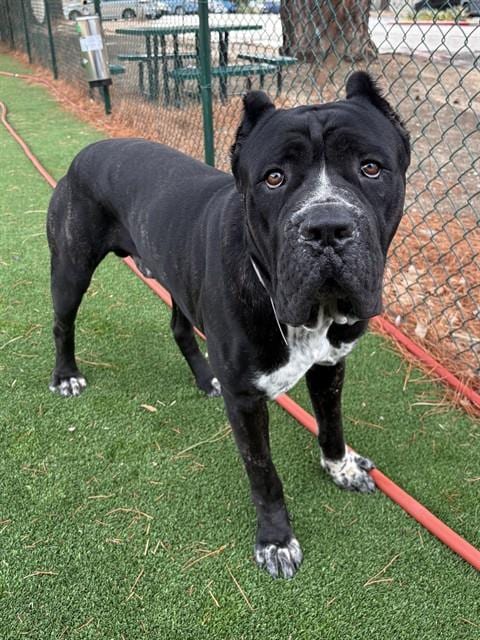 Photo of Big Squishy, adoptable Cane Corso Mastiff in Castaic, California