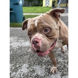 Photo of Chop, adoptable American Bulldog in Doral, Florida
