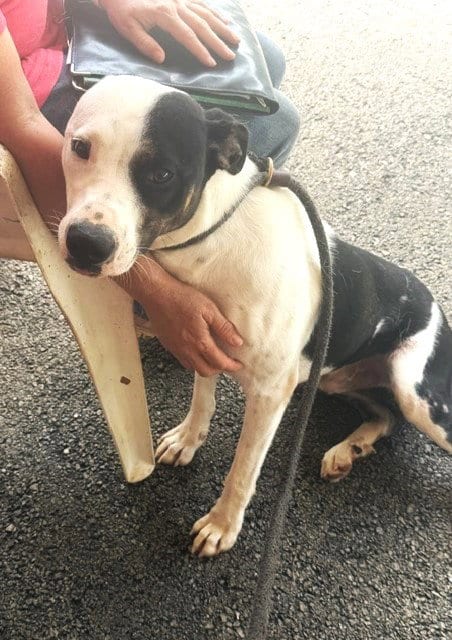 Photo of Link (dog), adoptable Hound in Carrollton, Georgia