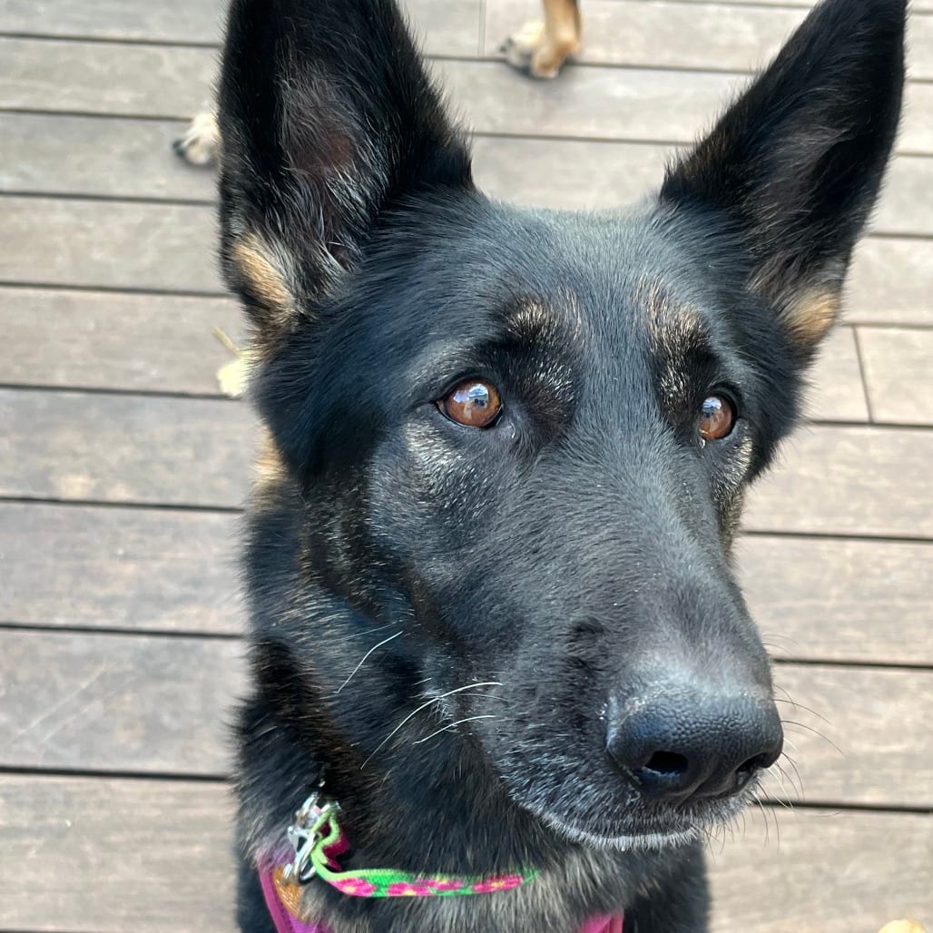 Photo of Indy, adoptable Shepherd, German in Iowa and surrounding states, Iowa