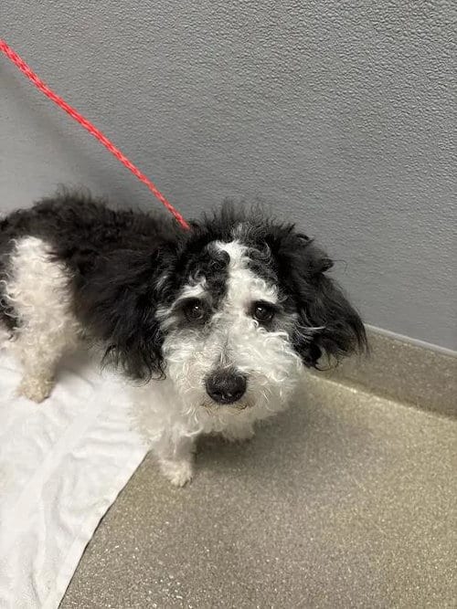 Photo of Moo Moo, adoptable Maltese in Las Vegas, Nevada