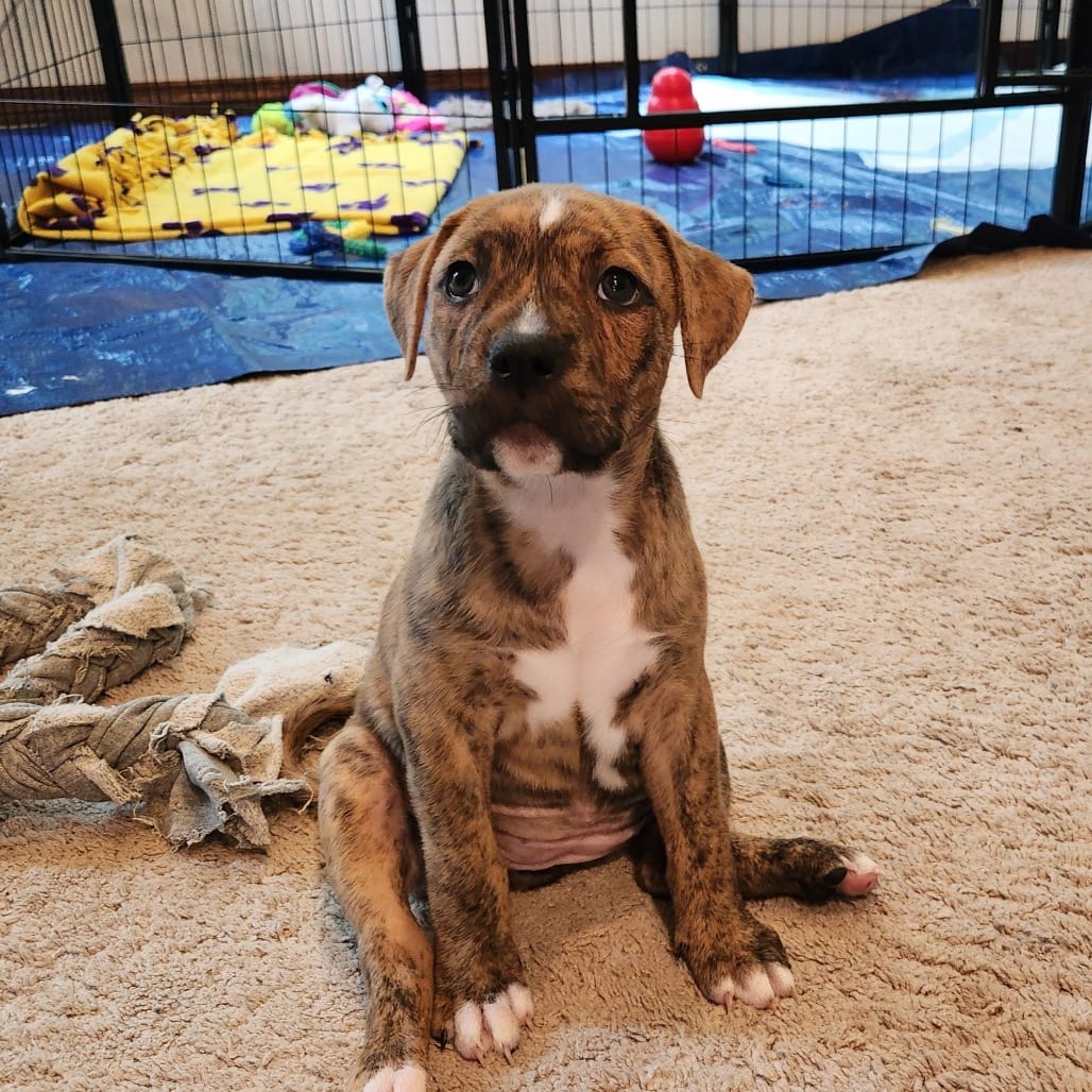 Photo of Miami Puppy - Willow, adoptable Hound / Terrier, Pit Bull in Fairfax Station, Virginia