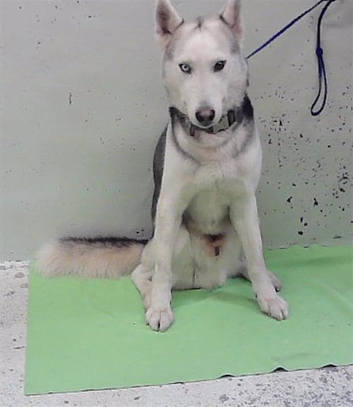 Photo of Winter, adoptable Siberian Husky in Houston, Texas