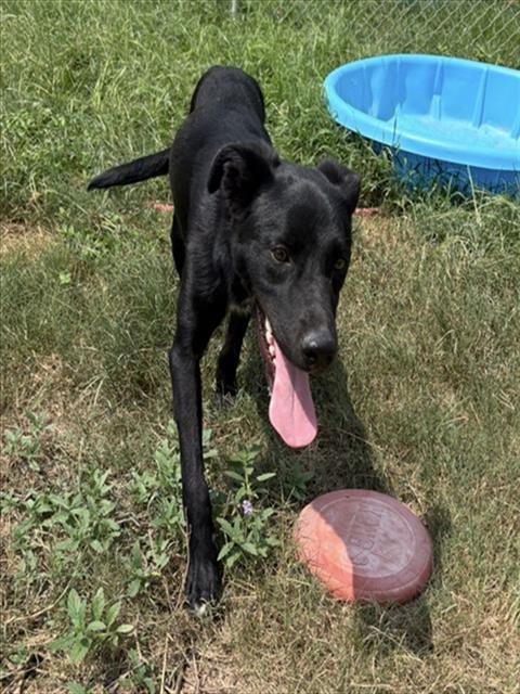Photo of Tiptoe, adoptable Labrador Retriever in Augusta, Georgia