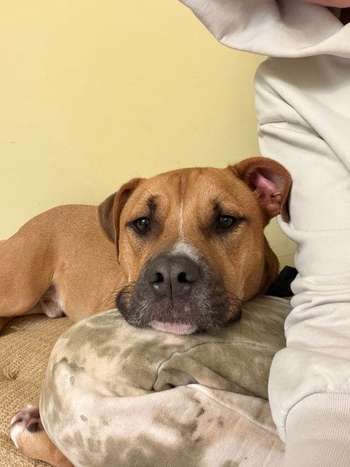 Photo of Chance (Cherry Litter), adoptable American Staffordshire Terrier in Brewster, New York
