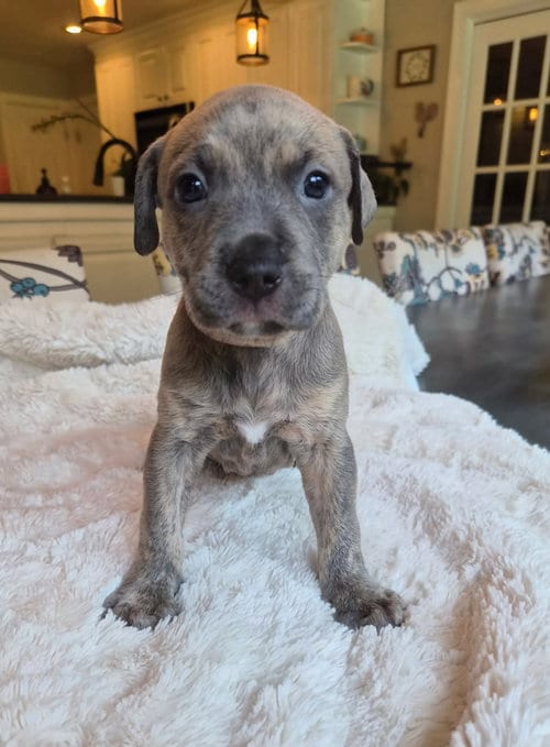 Photo of Dolly Parton - Country Legend Litter, adoptable American Pit Bull Terrier in Holly Springs, North Carolina