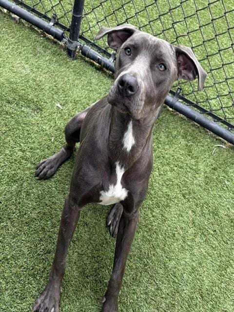 Photo of Sky, adoptable Mixed Breed