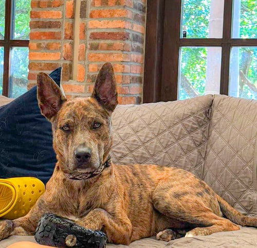 Photo of Saint- Diamond Dog, adoptable Dutch Shepherd in McKinney, Texas