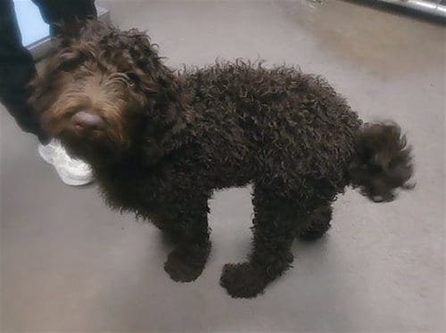 Photo of Mozart, adoptable Poodle (Standard) in Phoenix, Arizona