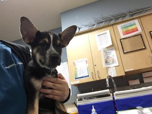 Photo of A1937104, adoptable German Shepherd Dog in Riverside, California
