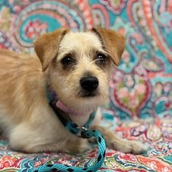 Photo of Gelato, adoptable Chihuahua in Santa Maria, California
