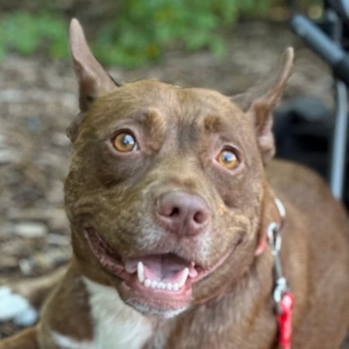 Photo of Annie Lou, adoptable Australian Cattle Dog/Blue Heeler in Canton, Connecticut