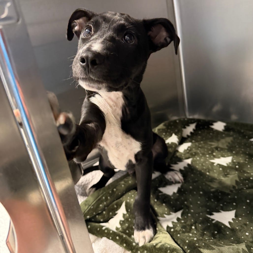 Photo of Havoc, adoptable Mixed Breed (Large) in Martinsville, Virginia