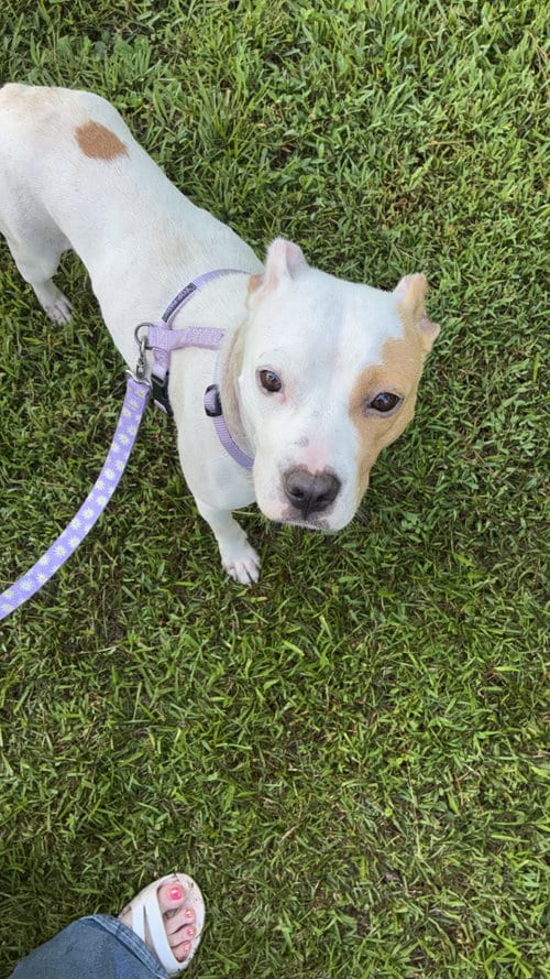 Photo of Gravy (Mama), adoptable Hound in Holly Springs, North Carolina