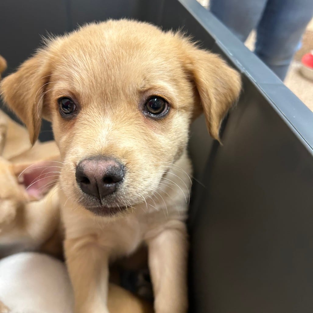 Photo of Soup Season, adoptable Retriever, Labrador / Husky in Springfield, Massachusetts