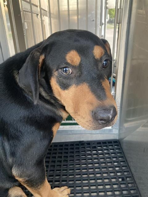Photo of Pac, adoptable Mixed Breed