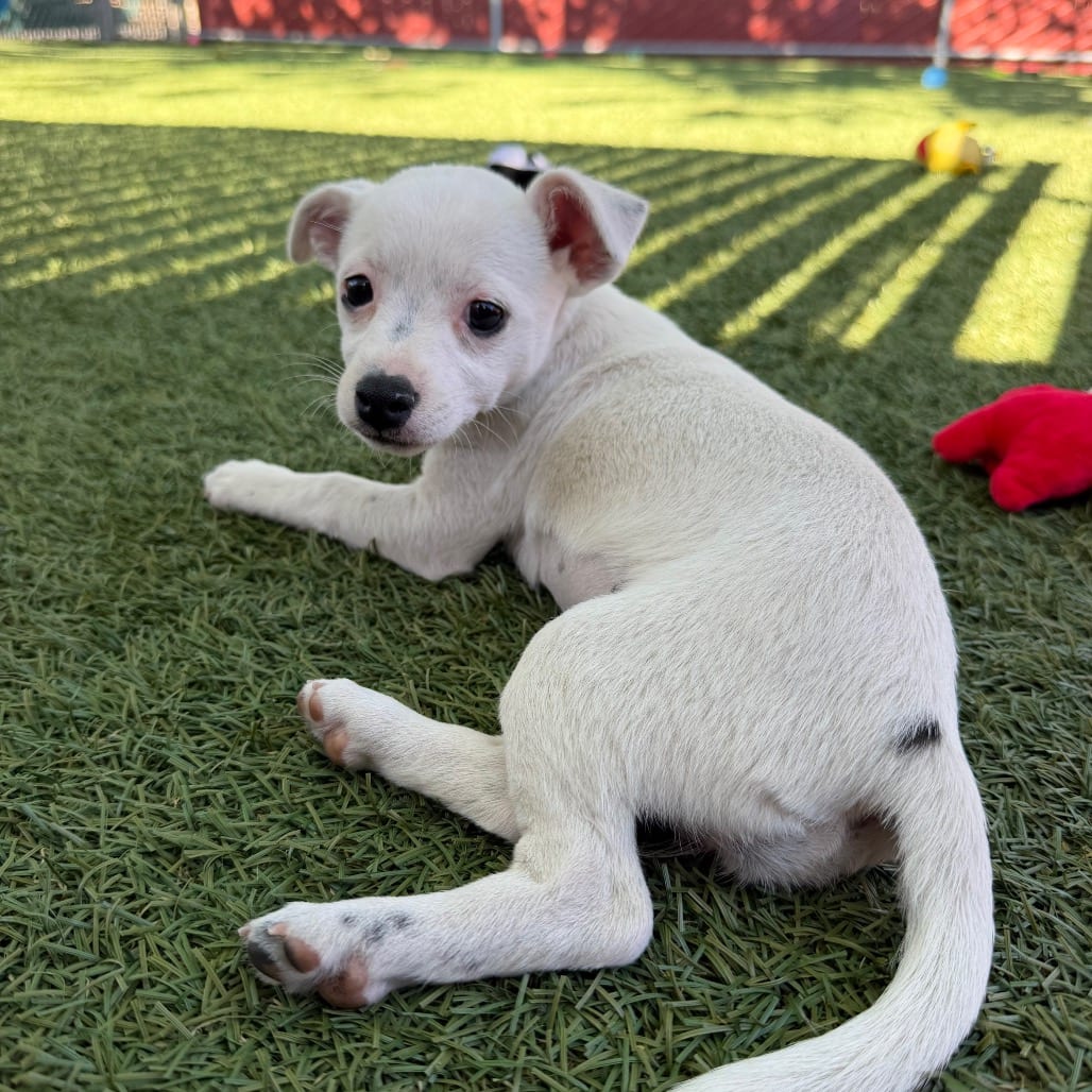 Photo of Anikan Sky, adoptable Chihuahua / Mixed Breed (Small) in Buellton, California