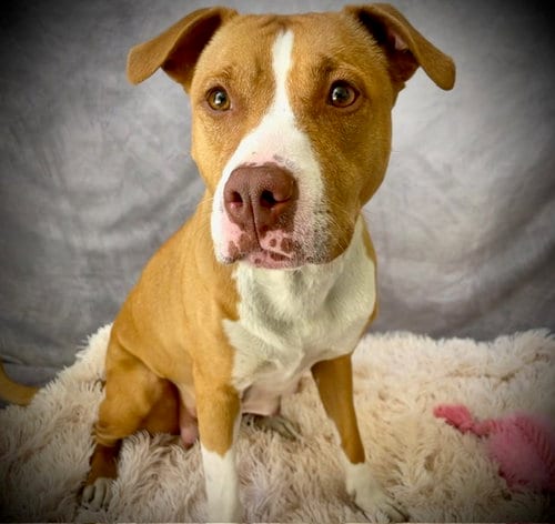 Photo of Honey, adoptable Pit Bull Terrier in Salinas, California