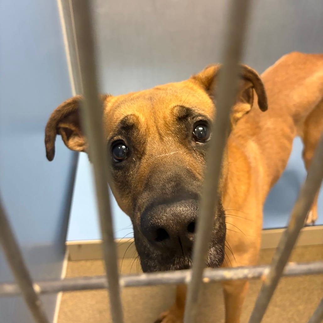 Photo of Willy, adoptable Shepherd, German / Mix in Council Bluffs, Iowa