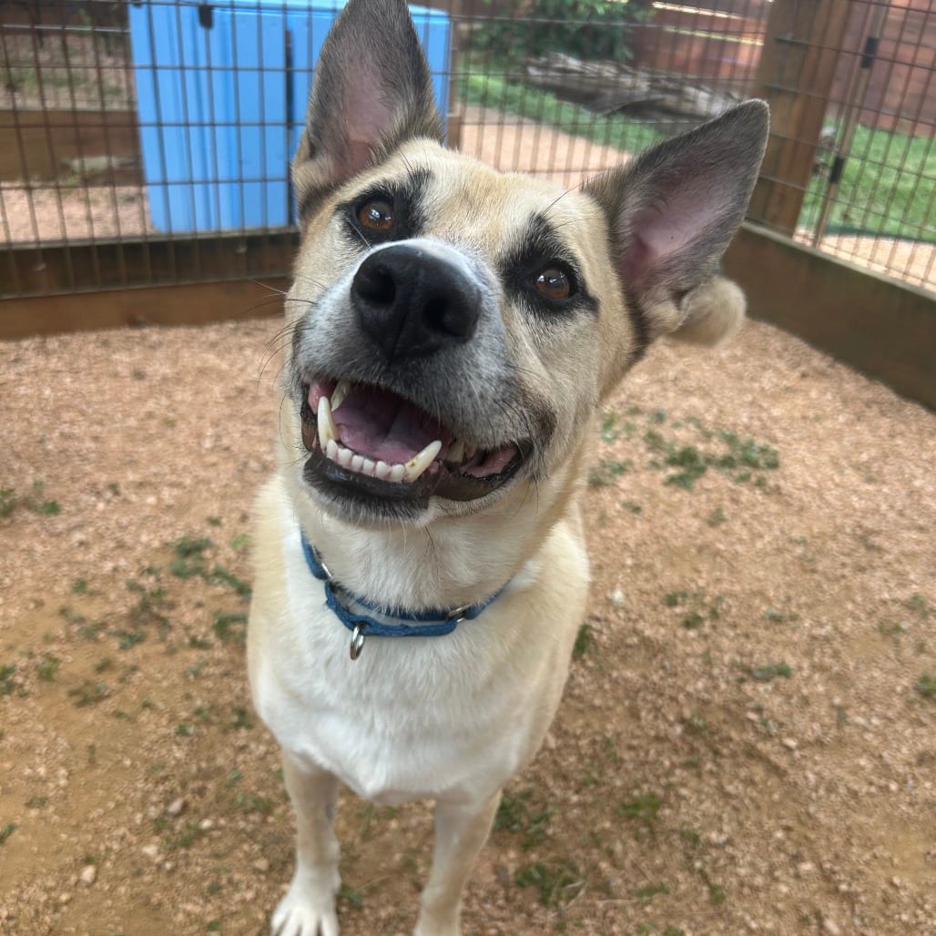 Photo of Zuko, adoptable Shepherd / Mixed Breed (Medium) in Houston, Texas
