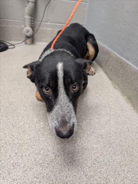 Photo of Shy Guy, adoptable Australian Cattle Dog/Blue Heeler in Las Vegas, Nevada