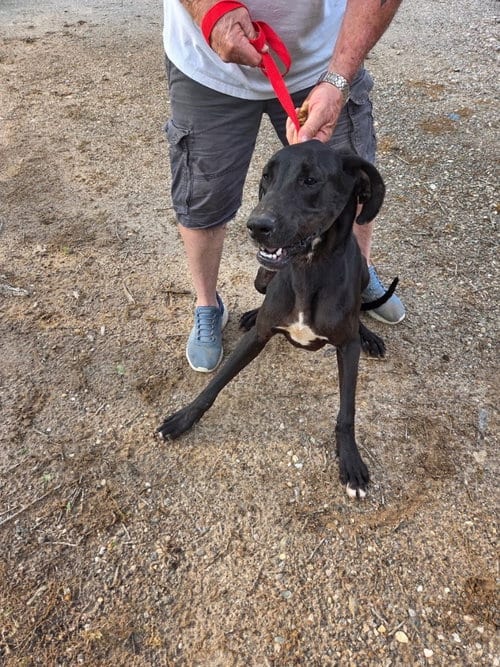 Photo of Rocky, adoptable Great Dane in Bullard, Texas