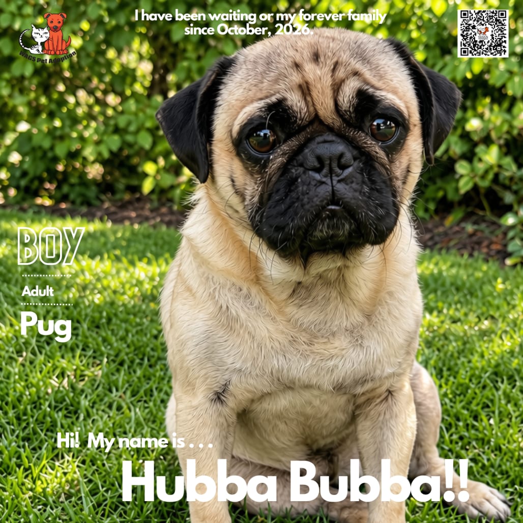 Photo of Hubba Bubba, adoptable Pug in Westminster, California