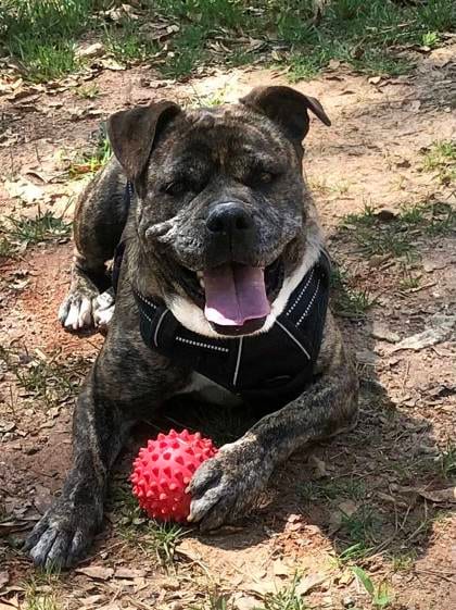 Photo of Anari -IN FOSTER, adoptable dog in Chamblee, Georgia