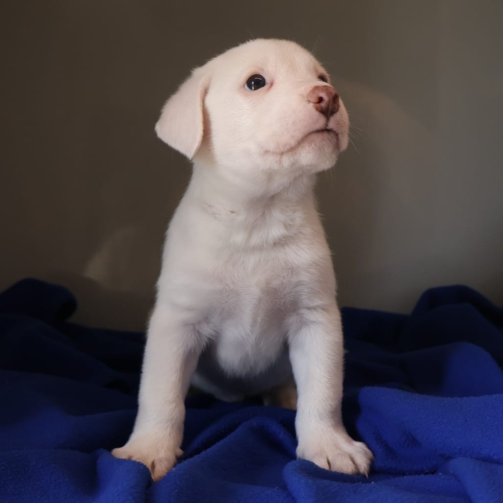Photo of Beebe, adoptable Mixed Breed (Medium) in St. Charles, Missouri