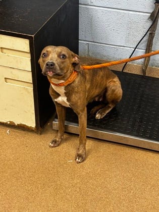 Photo of Rubelle, adoptable dog in Chamblee, Georgia