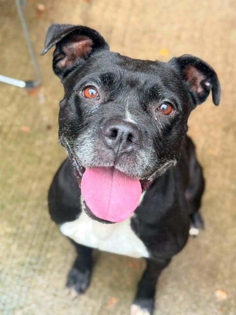 Photo of Sheba, adoptable American Pit Bull Terrier in Chicago, Illinois