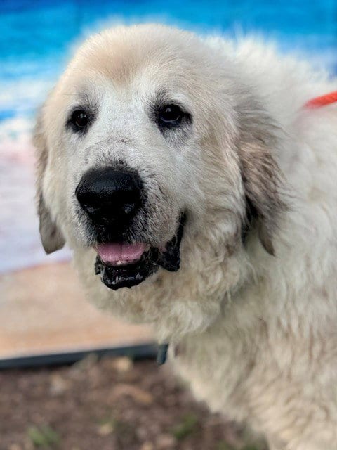Photo of Kaiser, adoptable Great Pyrenees in Spring, Texas