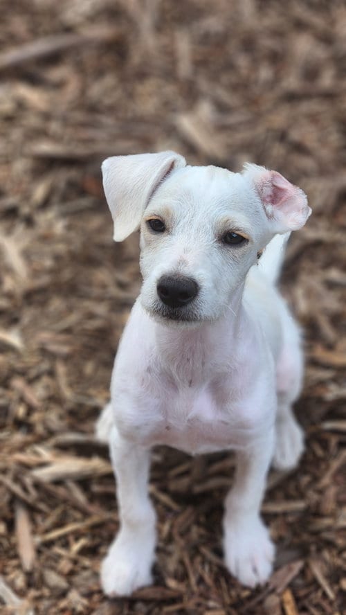 Photo of Iris, adoptable Terrier in Sunnyvale, California