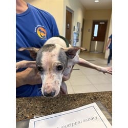 Photo of Emmie, adoptable Mixed Breed (Medium) in Land O'Lakes, Florida