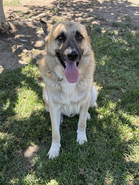 Photo of Pringle, adoptable German Shepherd Dog in Riverside, California
