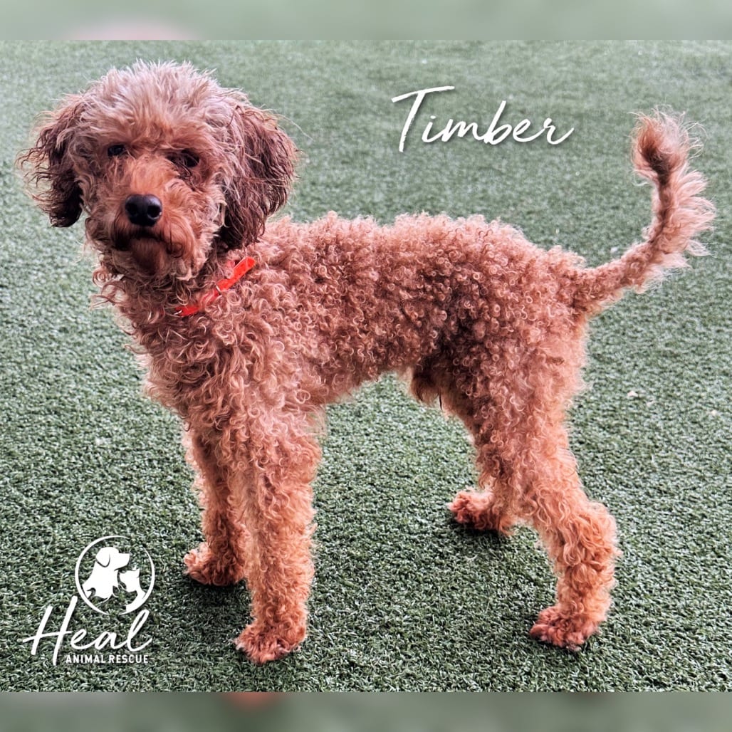 Photo of Timber, adoptable Poodle, Miniature in Youngwood, Pennsylvania