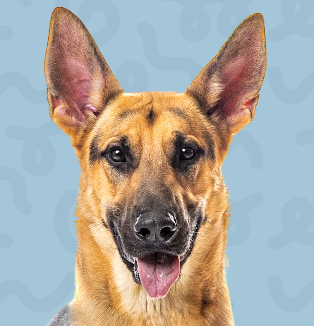 Photo of Rex, adoptable Dutch Shepherd in Reno, Nevada