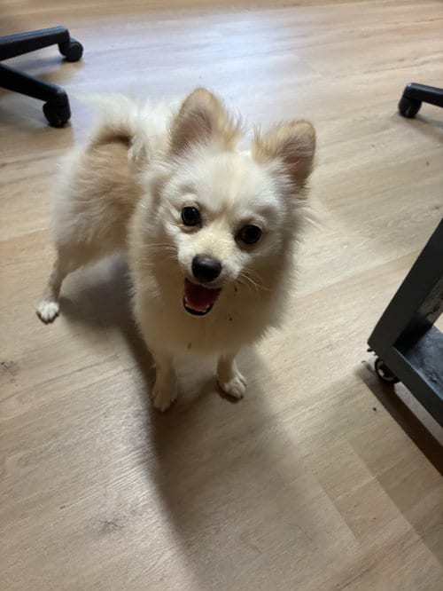 Photo of Barbie, adoptable Pomeranian in Raleigh, North Carolina