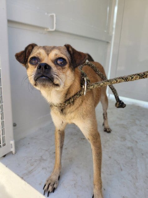 Photo of Max, adoptable Chihuahua in San Pedro, California