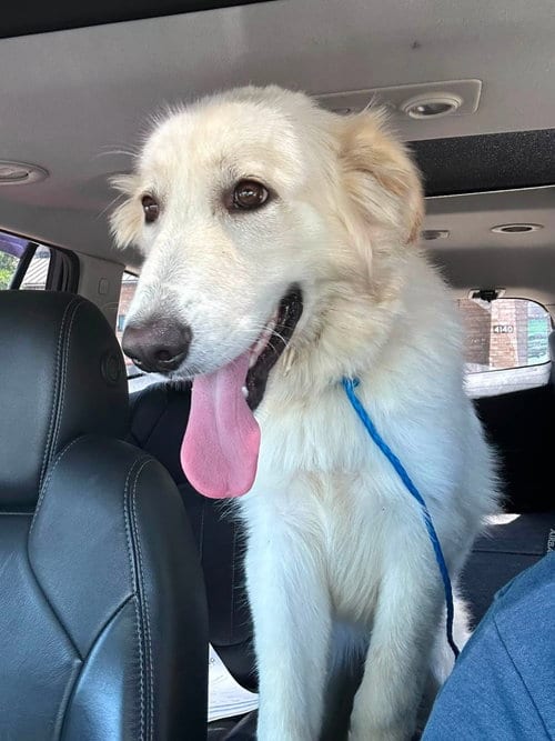 Photo of Taylor, adoptable Great Pyrenees in Dallas, Texas