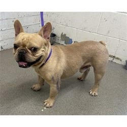Photo of Zayn, adoptable French Bulldog in San Bernardino, California