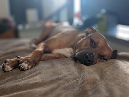 Photo of Leprechaun, adoptable dog in Chamblee, Georgia