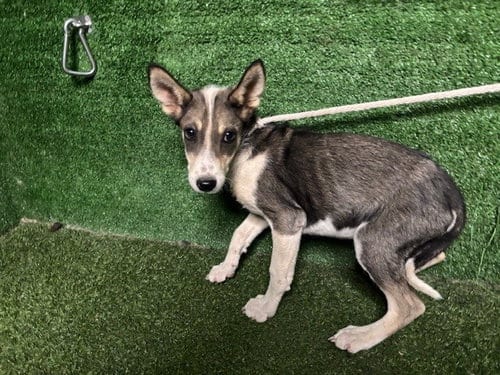 Photo of Xander, adoptable German Shepherd Dog in Lancaster, California