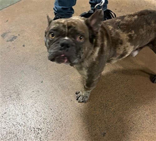 Photo of Alfred, adoptable French Bulldog in Van Nuys, California