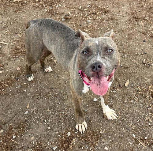 Photo of Flower, adoptable American Pit Bull Terrier in Denver, Colorado