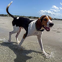 Photo of Rosco, adoptable Coonhound in Salisbury, North Carolina