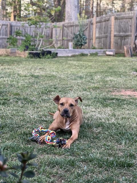 Photo of Hazel, adoptable Pit Bull Terrier in Charlotte, North Carolina