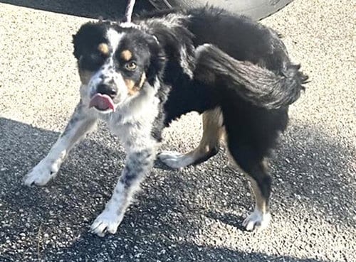 Photo of A663147, adoptable Australian Shepherd in Houston, Texas