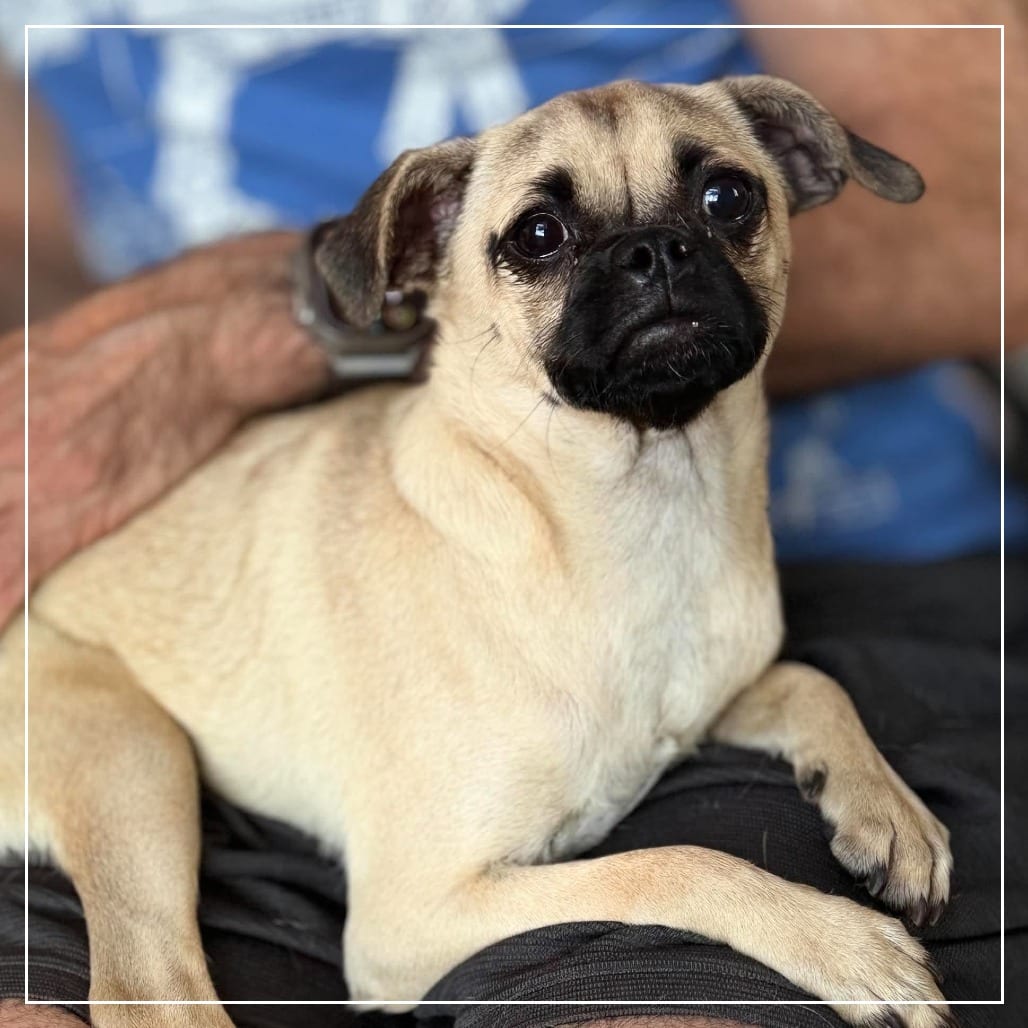Photo of Binky, adoptable Pug / Mixed Breed (Small) in California, California
