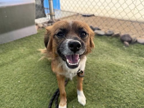 Photo of Strawberry, adoptable Chihuahua in Phoenix, Arizona